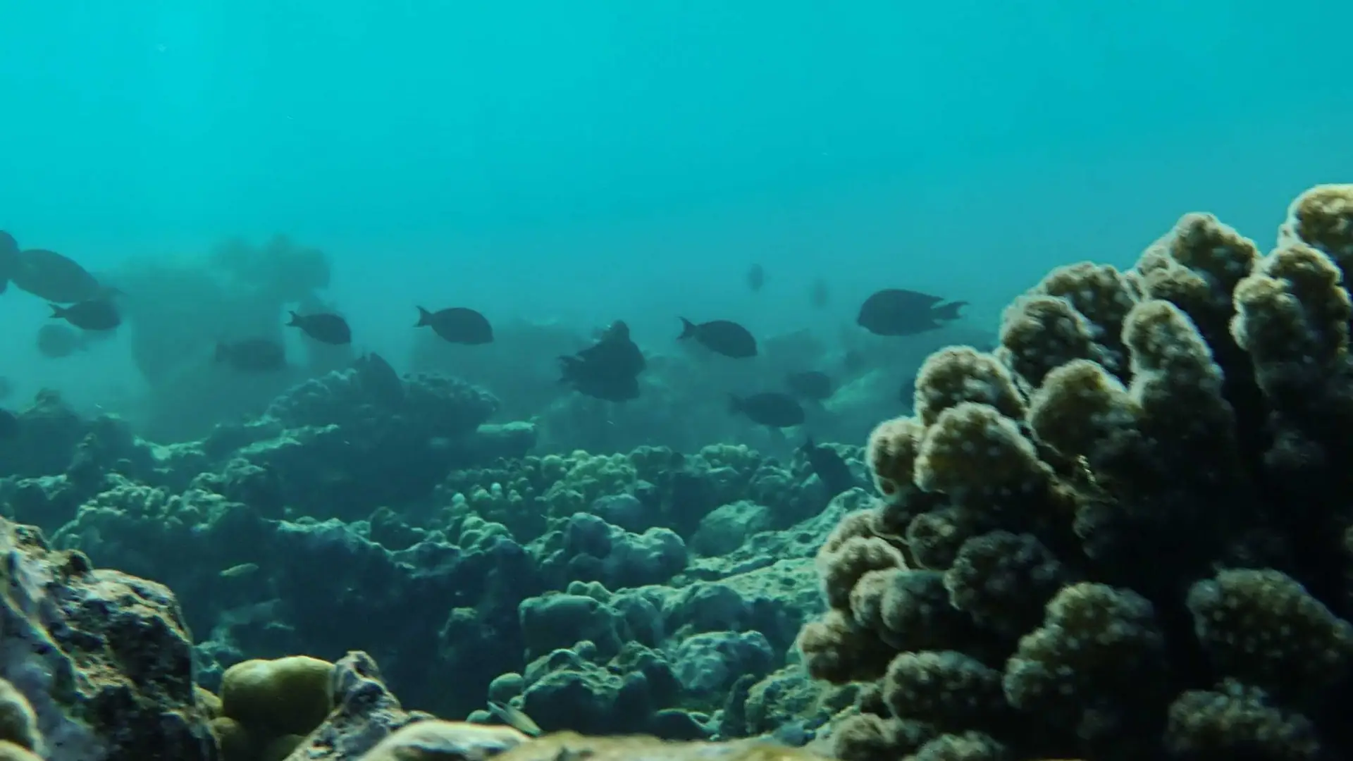 Sunlight streaming through clear turquoise ocean water over a coral reef