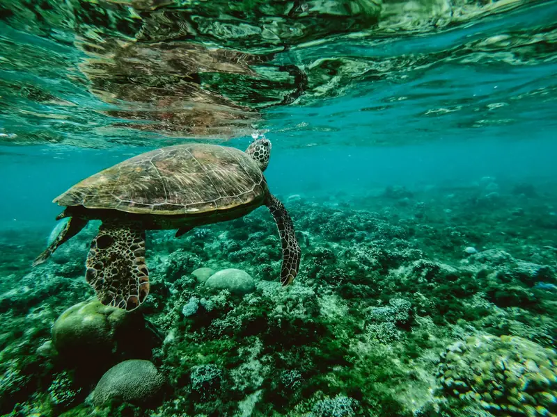 Sea turtle swimming over a coral reef